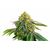 Hulk OG genetics, Фасовка: 3+1